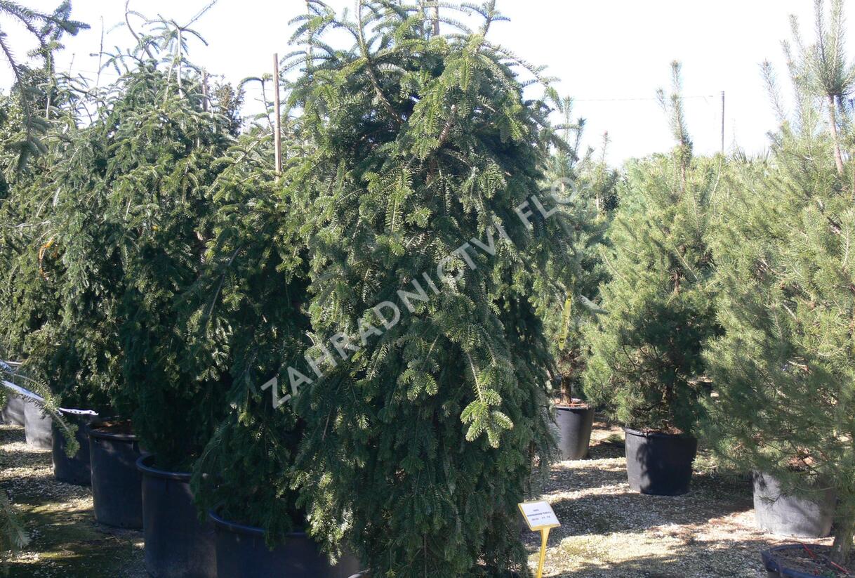 Jedle kavkazská 'Pendula' - Abies nordmanniana 'Pendula'