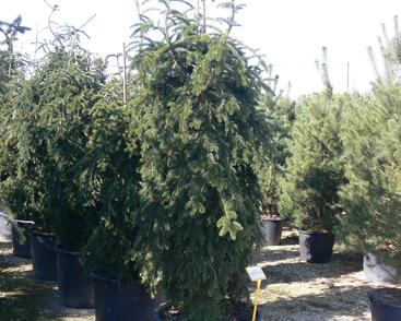 Jedle kavkazská 'Pendula'