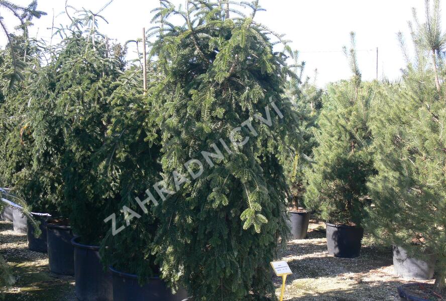 Jedle kavkazská 'Pendula' - Abies nordmanniana 'Pendula'