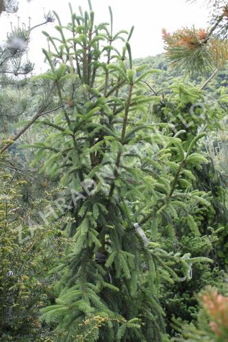 Smrk ztepilý 'Pyramidata' - Picea abies 'Pyramidata'