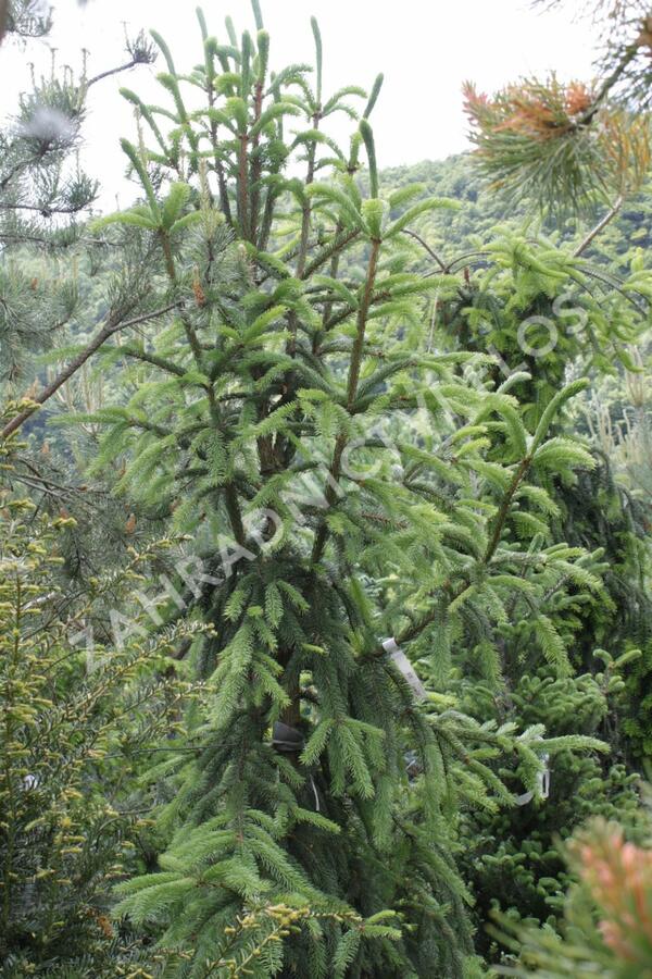 Smrk ztepilý 'Pyramidata' - Picea abies 'Pyramidata'