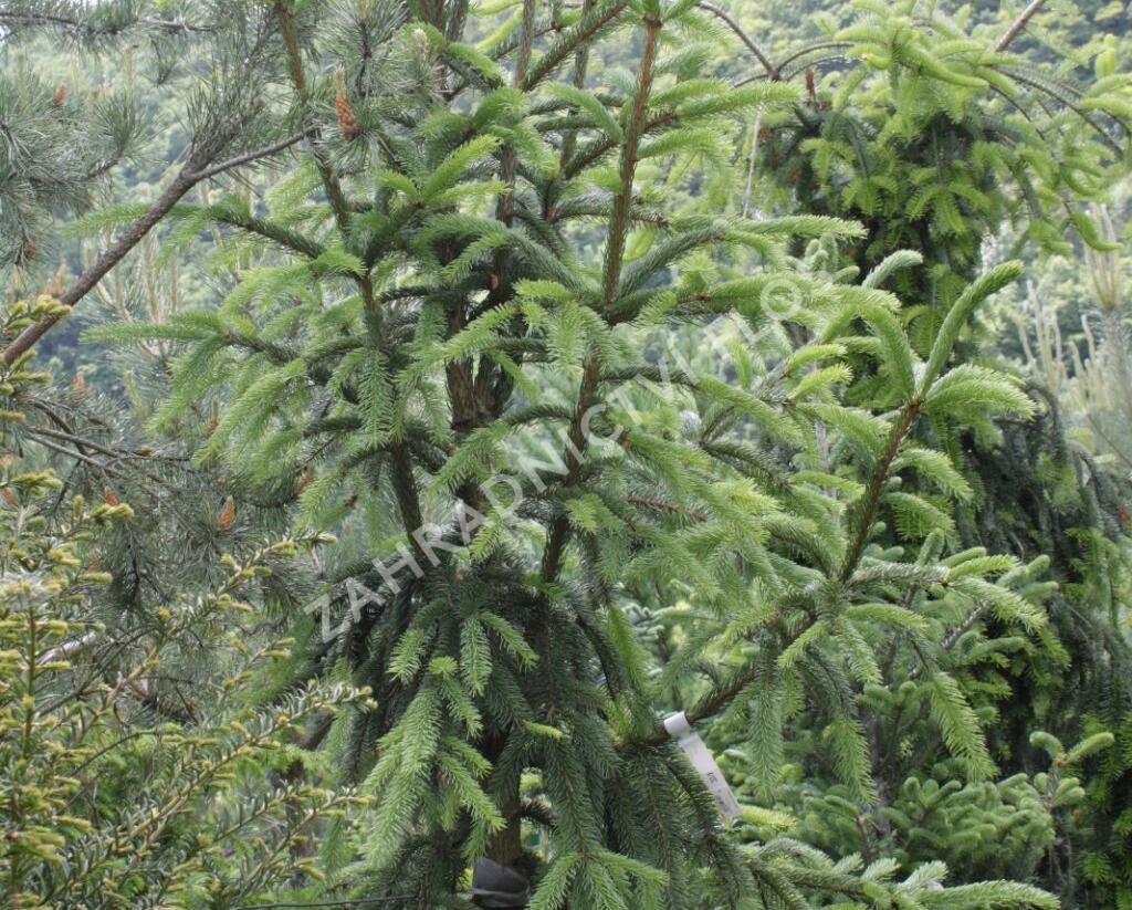 Smrk ztepilý 'Pyramidata' - Picea abies 'Pyramidata'