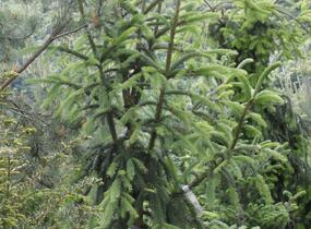 Smrk ztepilý 'Pyramidata' - Picea abies 'Pyramidata'