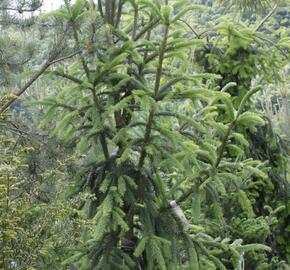 Smrk ztepilý 'Pyramidata' - Picea abies 'Pyramidata'