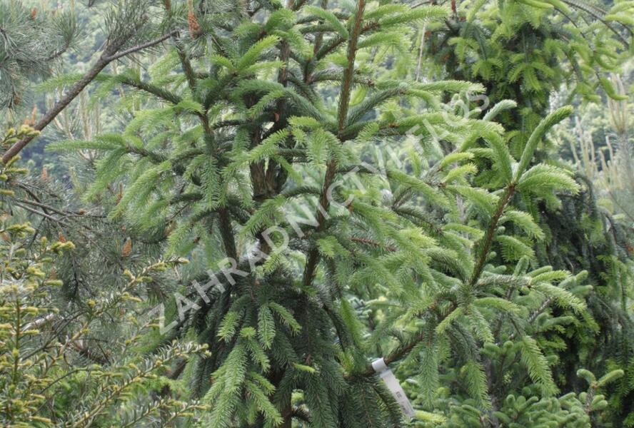Smrk ztepilý 'Pyramidata' - Picea abies 'Pyramidata'