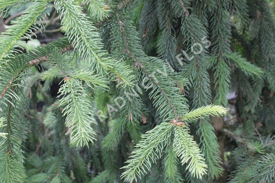 Smrk ztepilý 'Pyramidata' - Picea abies 'Pyramidata'