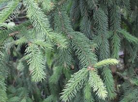 Smrk ztepilý 'Pyramidata' - Picea abies 'Pyramidata'