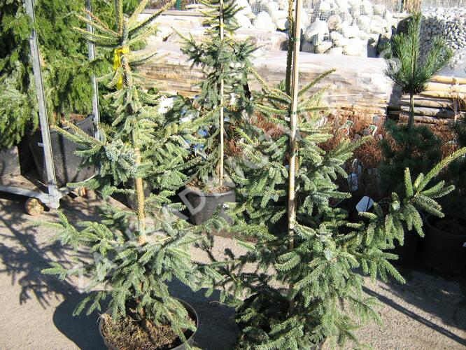 Smrk černý 'Aurea' - Picea mariana 'Aurea'