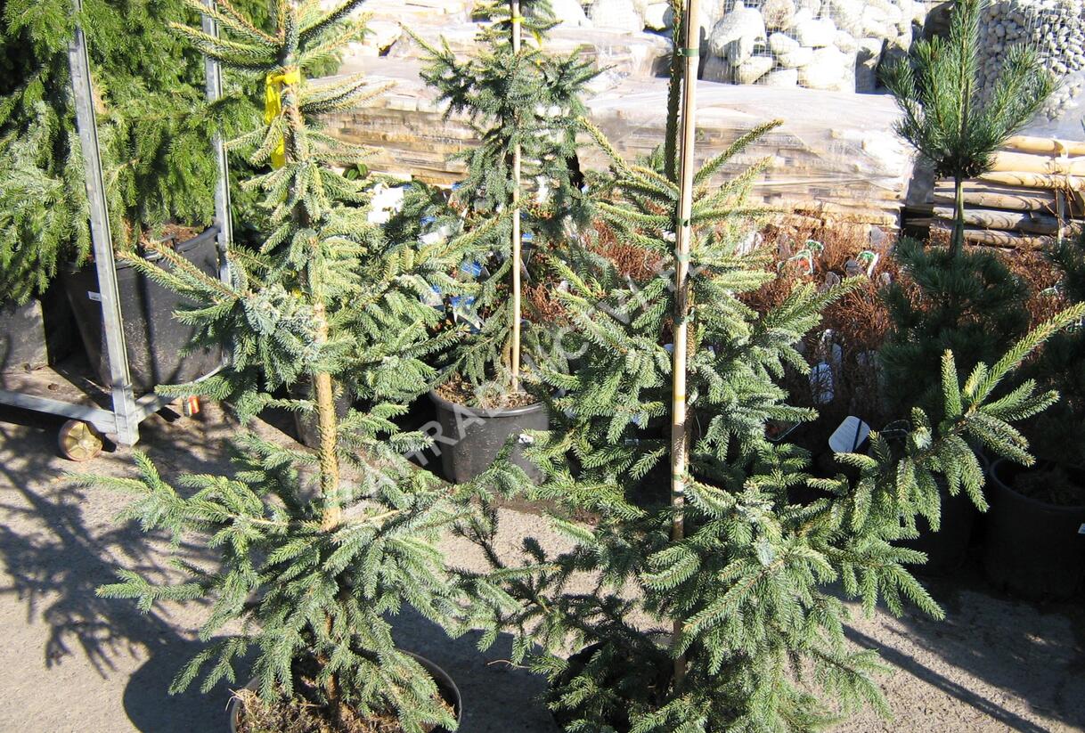 Smrk černý 'Aurea' - Picea mariana 'Aurea'