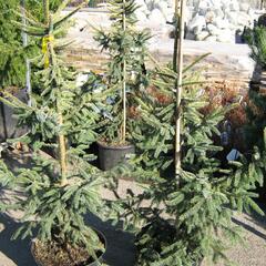 Smrk černý 'Aurea' - Picea mariana 'Aurea'