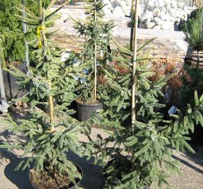 Smrk černý 'Aurea' - Picea mariana 'Aurea'