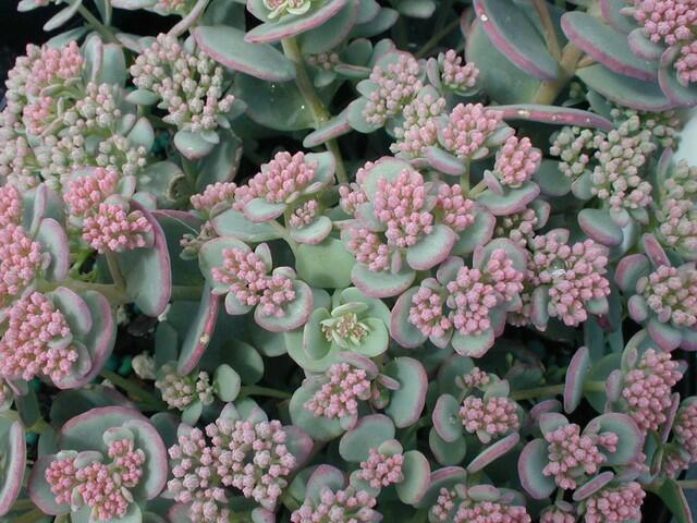 Rozchodník - Sedum sieboldii