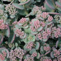 Rozchodník - Sedum sieboldii