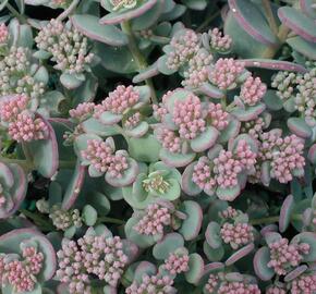 Rozchodník - Sedum sieboldii