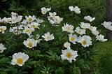 Pivoňka bělokvětá 'White Wings' - Paeonia lactiflora 'White Wings'