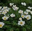 Pivoňka bělokvětá 'White Wings' - Paeonia lactiflora 'White Wings'