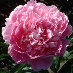 Pivoňka bělokvětá 'Pink Giant' - Paeonia lactiflora 'Pink Giant'