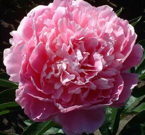 Pivoňka bělokvětá 'Pink Giant' - Paeonia lactiflora 'Pink Giant'