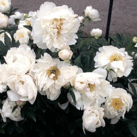 Pivoňka bělokvětá 'Miss Amerika' - Paeonia lactiflora 'Miss Amerika'