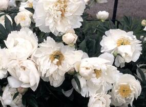 Pivoňka bělokvětá 'Miss Amerika' - Paeonia lactiflora 'Miss Amerika'