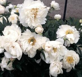 Pivoňka bělokvětá 'Miss Amerika' - Paeonia lactiflora 'Miss Amerika'