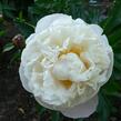 Pivoňka bělokvětá 'Gardenia' - Paeonia lactiflora 'Gardenia'