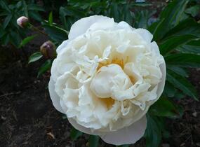 Pivoňka bělokvětá 'Gardenia' - Paeonia lactiflora 'Gardenia'