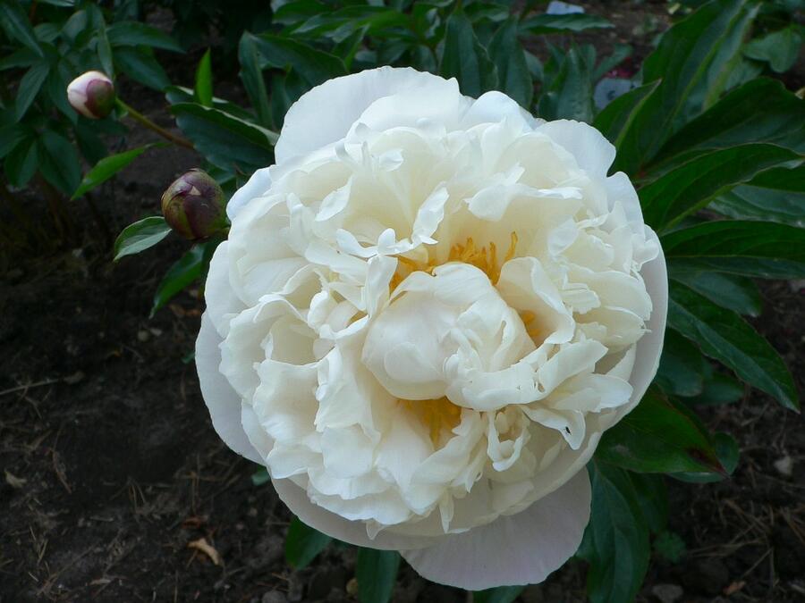 Pivoňka bělokvětá 'Gardenia' - Paeonia lactiflora 'Gardenia'