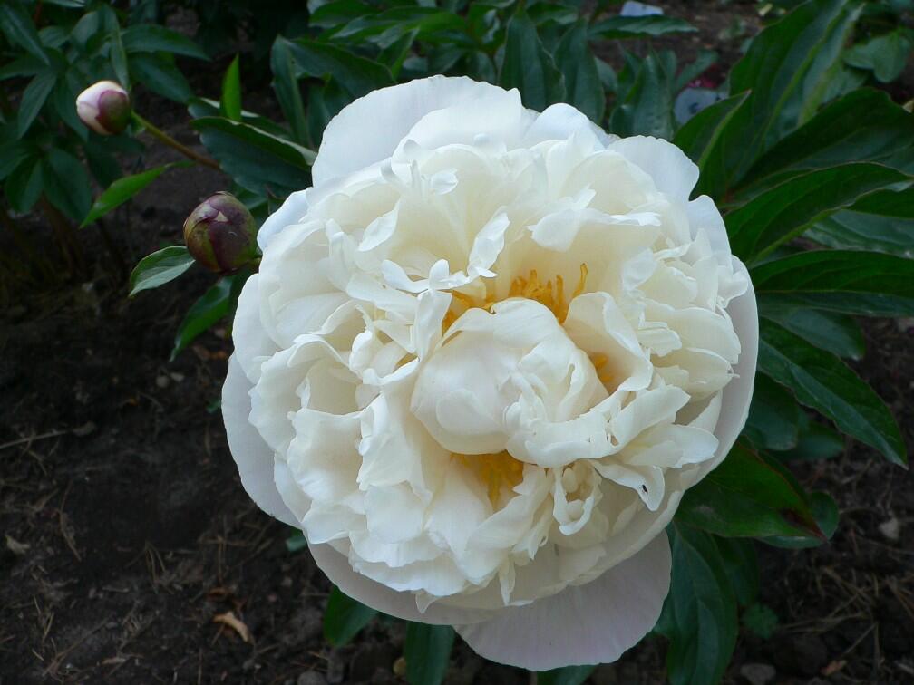 Pivoňka bělokvětá 'Gardenia' - Paeonia lactiflora 'Gardenia'