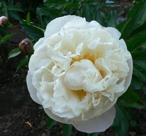 Pivoňka bělokvětá 'Gardenia' - Paeonia lactiflora 'Gardenia'