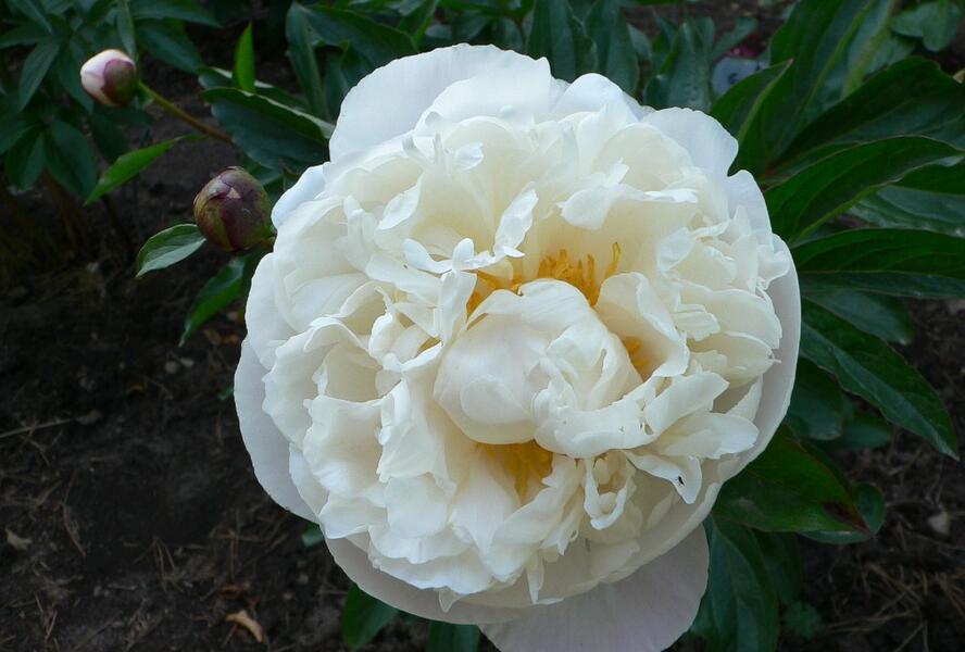 Pivoňka bělokvětá 'Gardenia' - Paeonia lactiflora 'Gardenia'