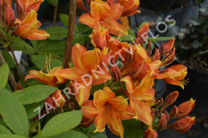 Azalka 'Golden Eagle' - Azalea (KH) 'Golden Eagle'