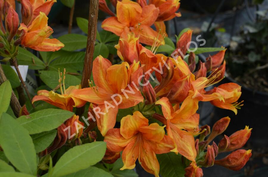 Azalka 'Golden Eagle' - Azalea (KH) 'Golden Eagle'