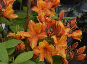 Azalka 'Golden Eagle' - Azalea (KH) 'Golden Eagle'