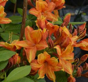 Azalka 'Golden Eagle' - Azalea (KH) 'Golden Eagle'
