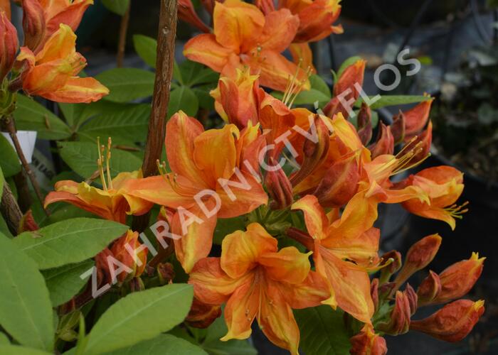 Azalka 'Golden Eagle' - Azalea (KH) 'Golden Eagle'