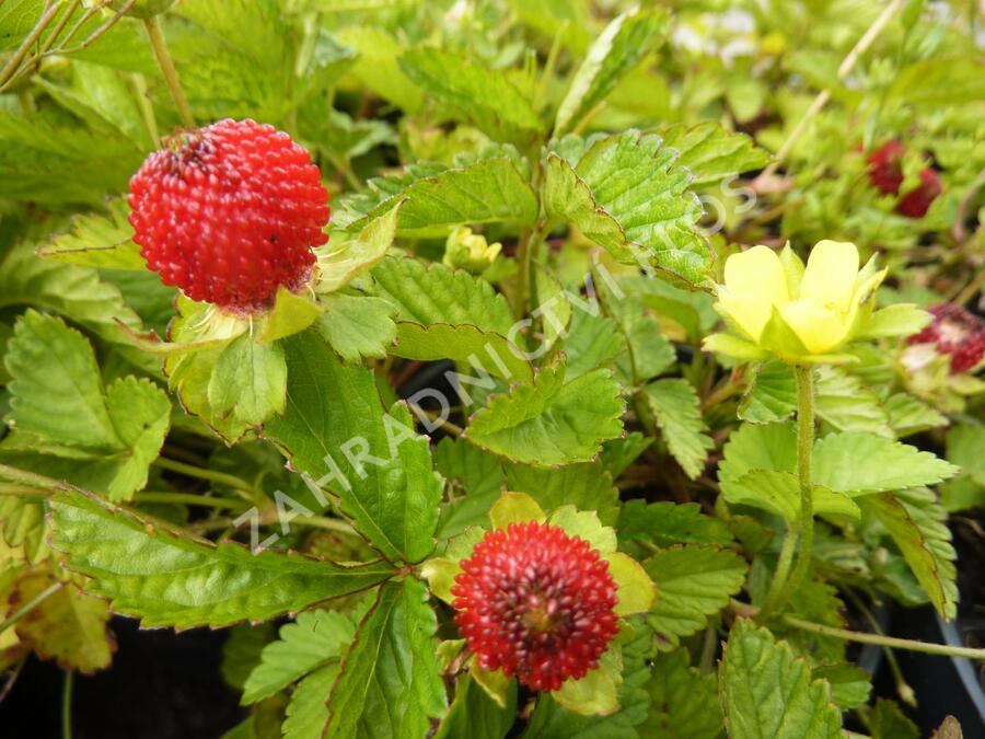 Jahodka indická - Duchesnea indica