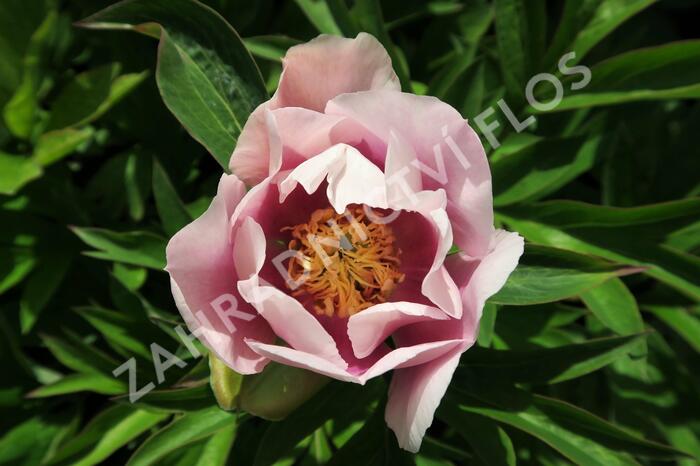 Pivoňka Itoh-hybrid 'Cora Louise' - Paeonia Itoh-hybrid 'Cora Louise'