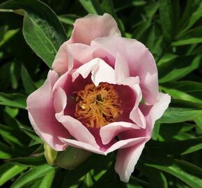 Pivoňka Itoh-hybrid 'Cora Louise' - Paeonia Itoh-hybrid 'Cora Louise'