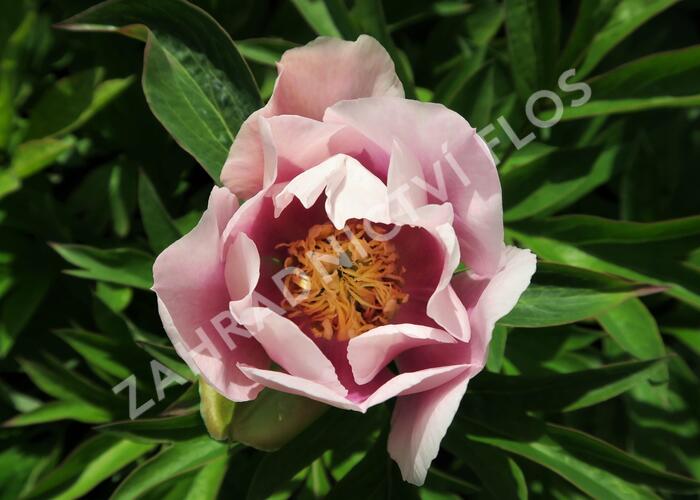 Pivoňka Itoh-hybrid 'Cora Louise' - Paeonia Itoh-hybrid 'Cora Louise'