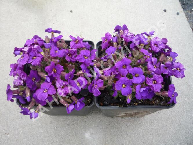 Tařička 'Glacier Deep Purple' - Aubrieta hybrida 'Glacier Deep Purple'