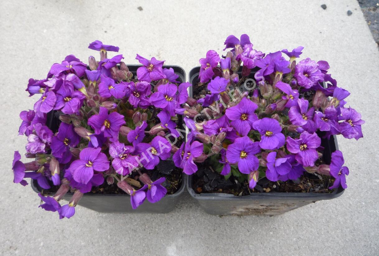 Tařička 'Glacier Deep Purple' - Aubrieta hybrida 'Glacier Deep Purple'
