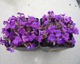 Tařička 'Glacier Deep Purple'