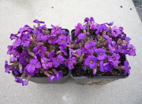 Tařička 'Glacier Deep Purple' - Aubrieta hybrida 'Glacier Deep Purple'