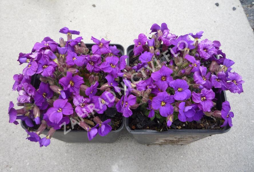 Tařička 'Glacier Deep Purple' - Aubrieta hybrida 'Glacier Deep Purple'