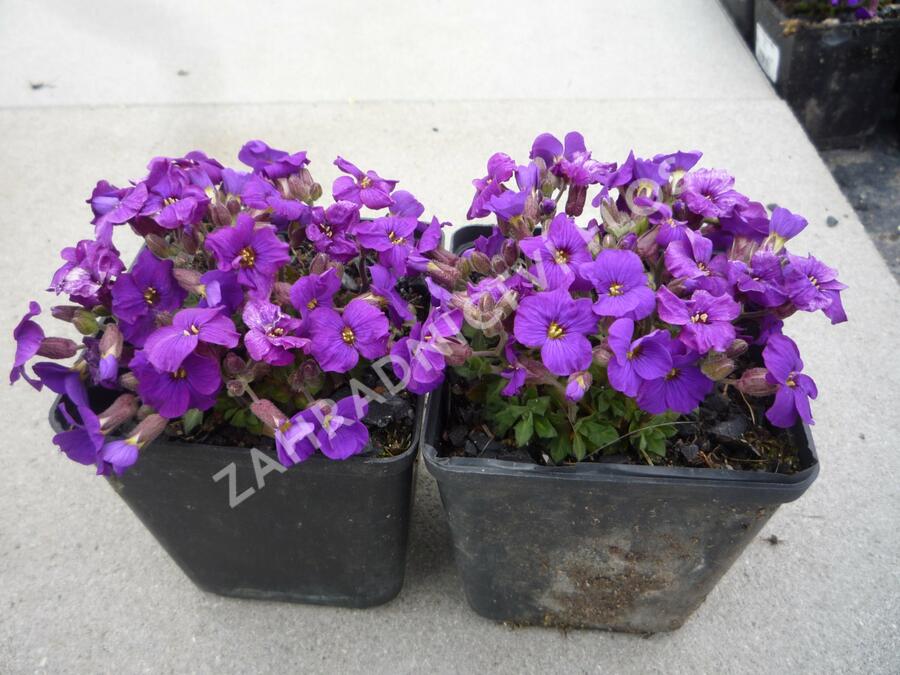 Tařička 'Glacier Deep Purple' - Aubrieta hybrida 'Glacier Deep Purple'
