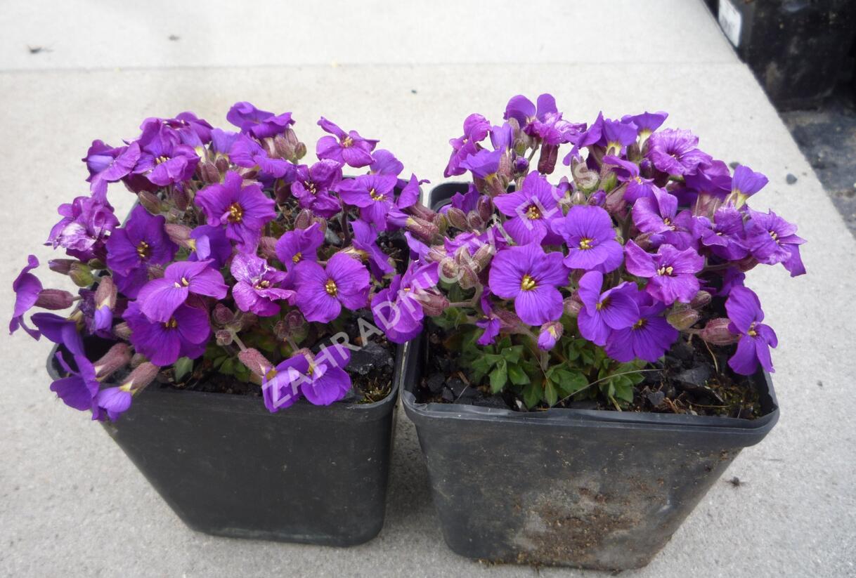 Tařička 'Glacier Deep Purple' - Aubrieta hybrida 'Glacier Deep Purple'