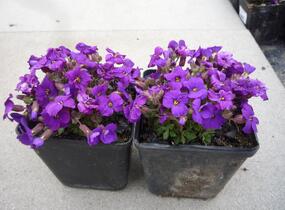 Tařička 'Glacier Deep Purple' - Aubrieta hybrida 'Glacier Deep Purple'