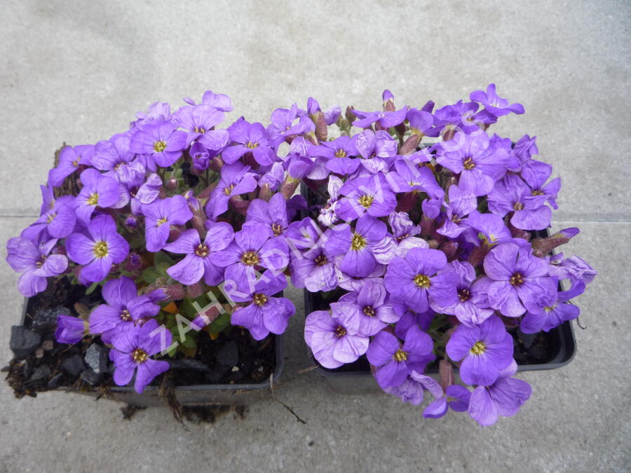 Tařička kosníkovitá 'Axcent Light Blue' - Aubrieta deltoides 'Axcent Light Blue'