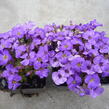 Tařička kosníkovitá 'Axcent Light Blue' - Aubrieta deltoides 'Axcent Light Blue'